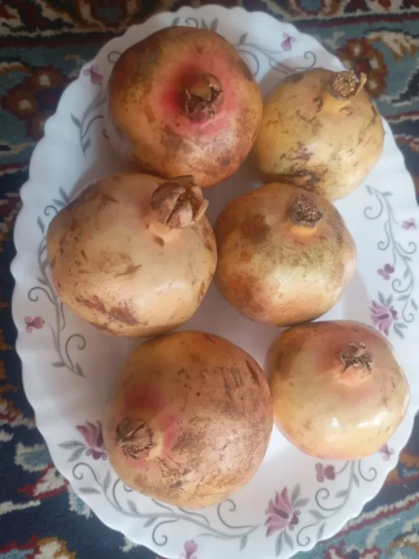 1700000|گل و گیاه طبیعی|الیگودرز, |دیوار