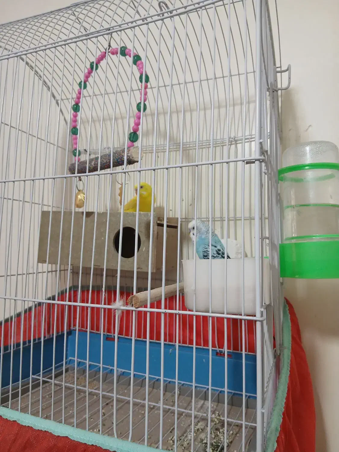 مرغ عشق|پرنده|مسجد سلیمان, |دیوار