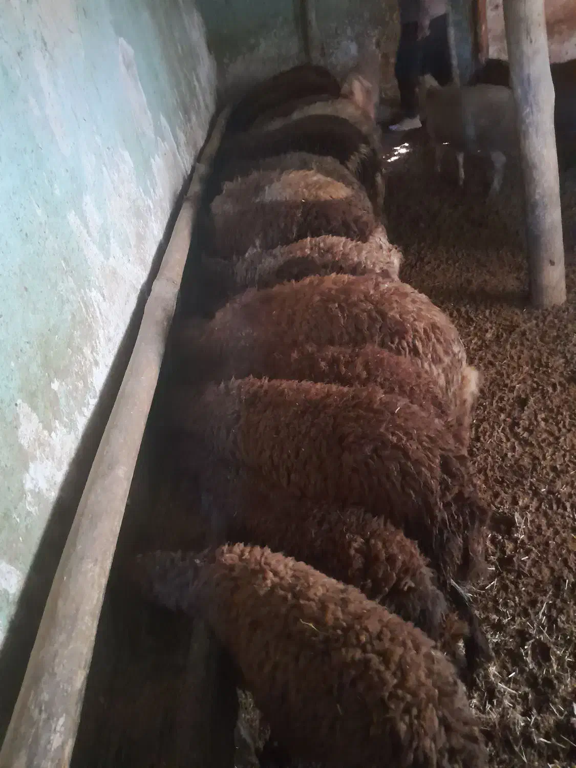 بره نر برای پرواری|حیوانات مزرعه|سربند, |دیوار