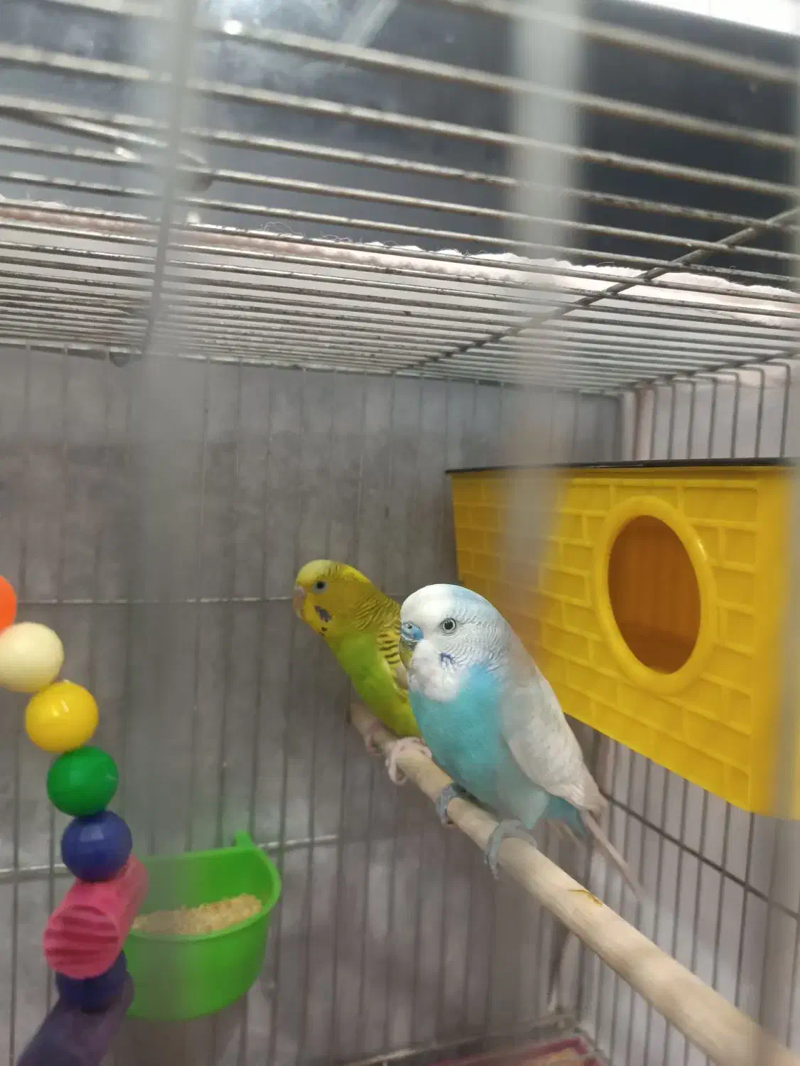 مرغ عشق باقفس باغذاخوری وآب خوری و ارزن کتان|پرنده|طبس, |دیوار