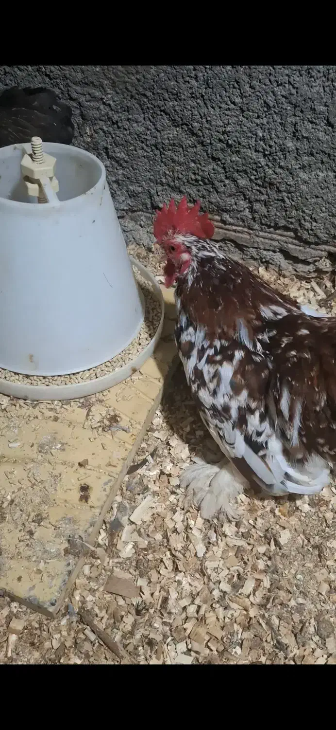 کوشین|حیوانات مزرعه|علیآباد کتول, |دیوار