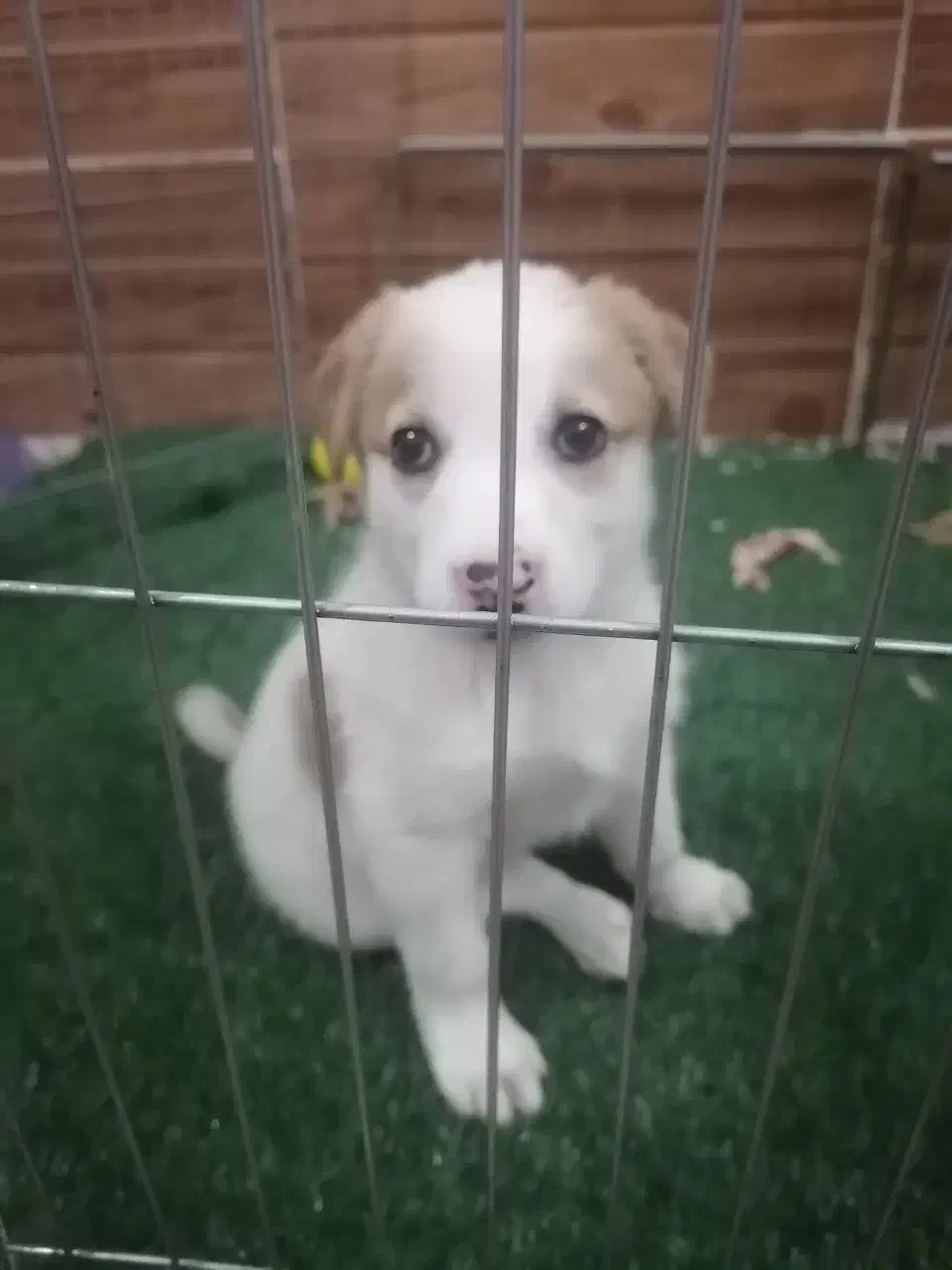 سرابی میکس|سگ|شیراز, سعدیه شمالی|دیوار