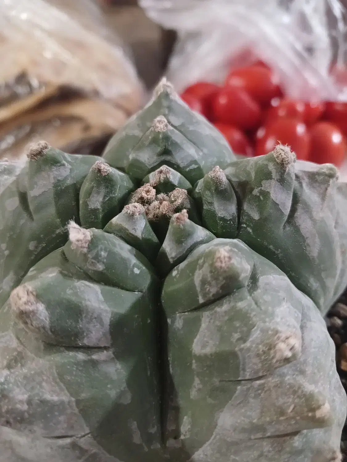 کاکتوس کیکو|گل و گیاه طبیعی|قم, پردیسان|دیوار