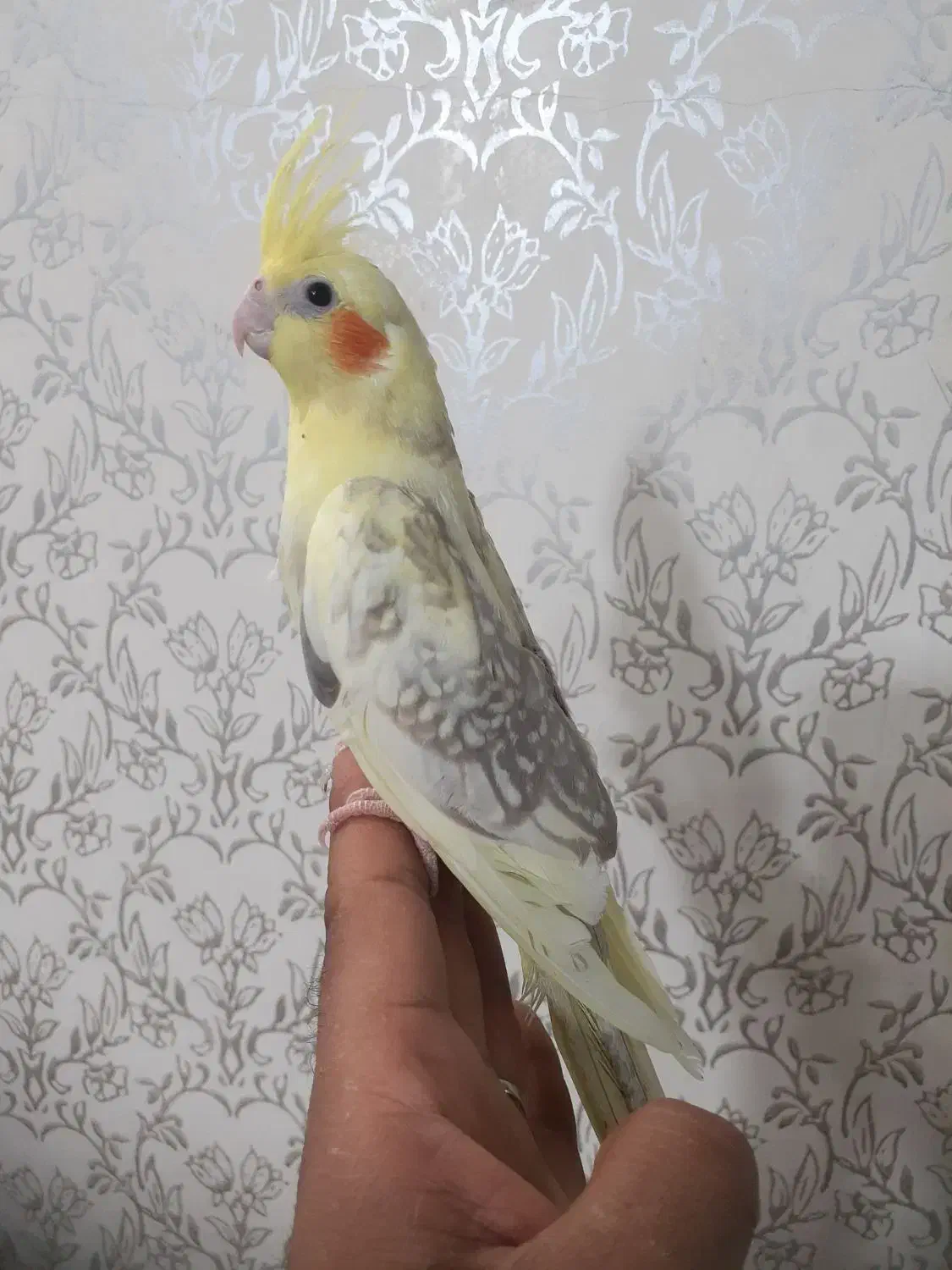 عروس هلندی|پرنده|سیرجان, |دیوار