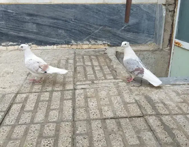 ۳ تا پرنده|پرنده|بروجرد, |دیوار