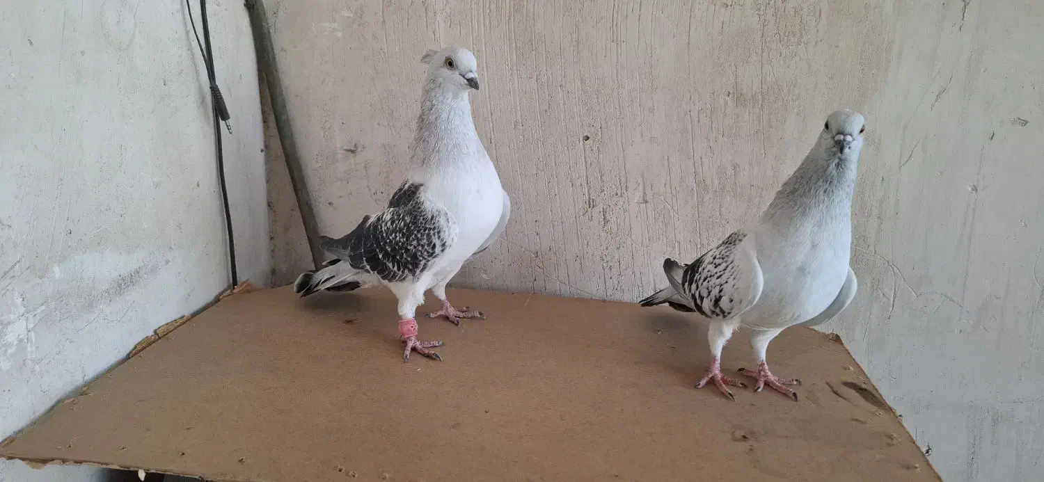 شامی کاکلی|پرنده|مشهد, نیزه|دیوار