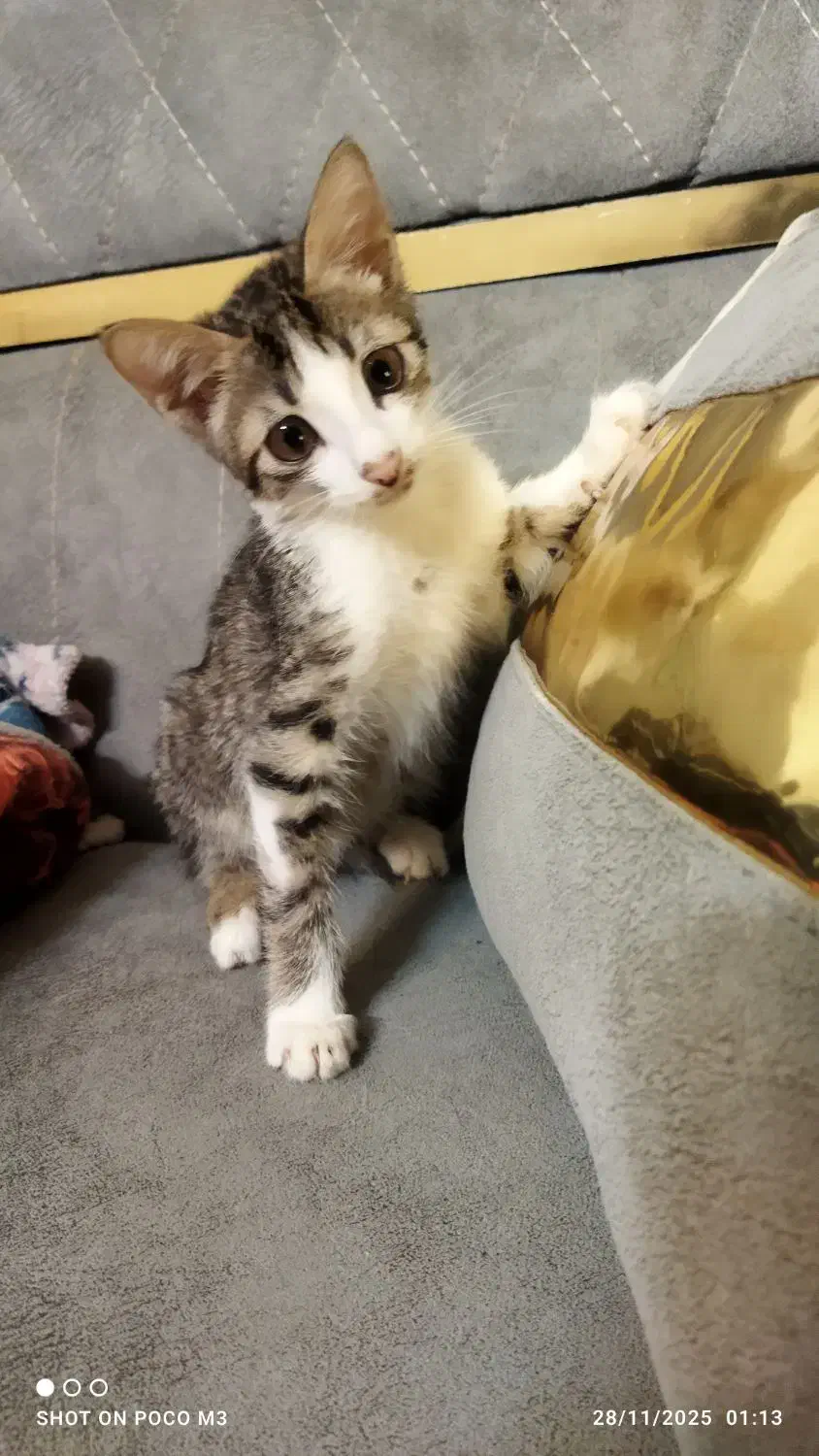 گربه خانگی|گربه|مشهد, میان ولایت|دیوار