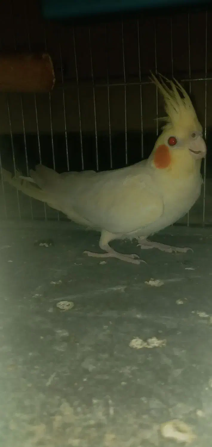 عروس هلندی ۶ ماهه|پرنده|بروجرد, |دیوار