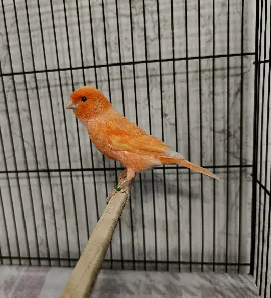 قناری نرمستخون ماده اماده|پرنده|مشهد, چهنو|دیوار