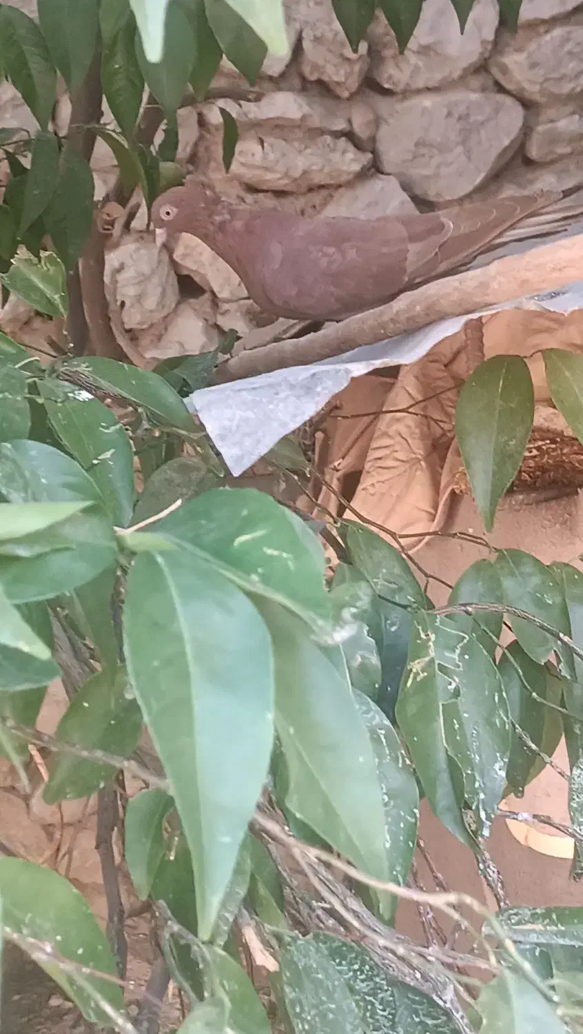 تعدادی کبوتر سرخ طوقی سرور پلاکی|پرنده|دهدشت, |دیوار