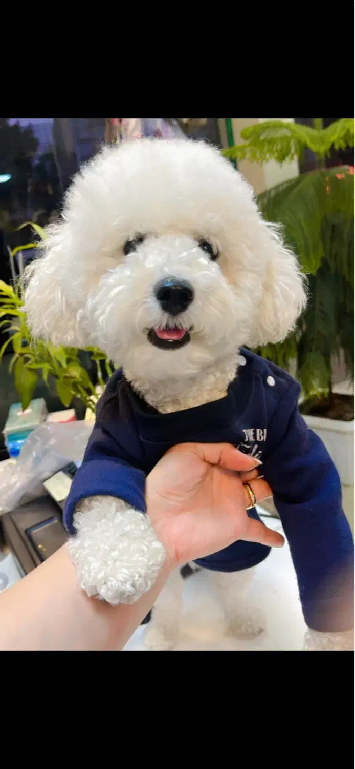 برای توله گیری|سگ|کرمانشاه, |دیوار