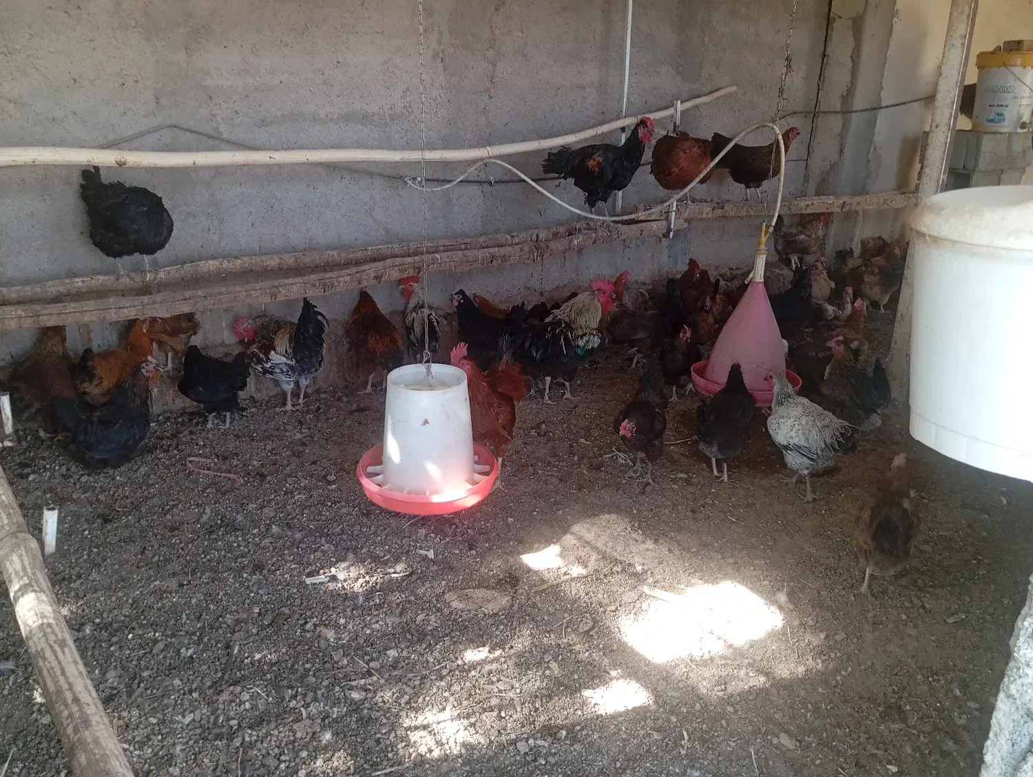 عرضه تخم بوقلمون و مرغ نطفه دار|حیوانات مزرعه|شاهین‌شهر, شهرک میلاد|دیوار