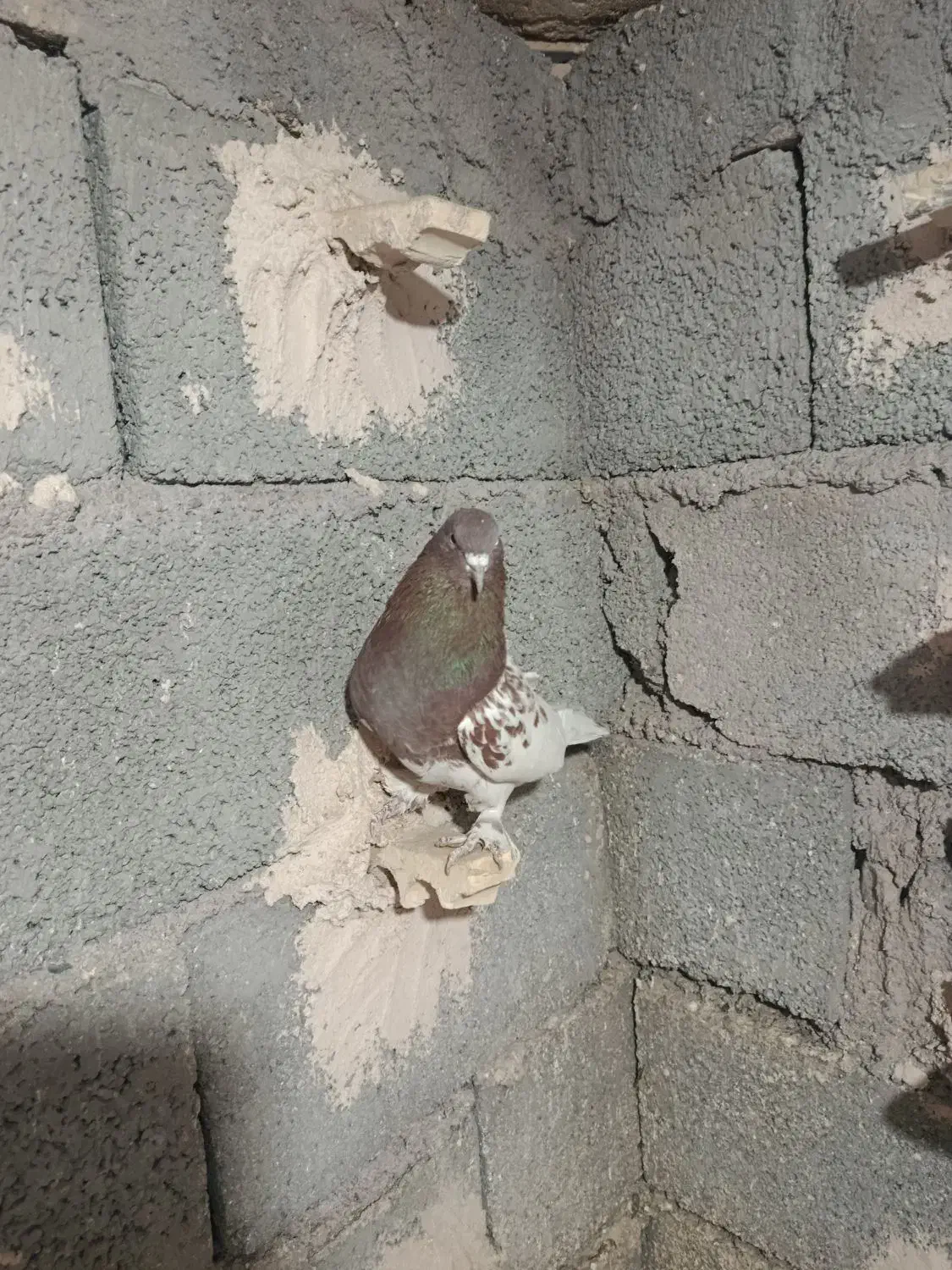 پلنگ فروشی|پرنده|بردسیر, |دیوار