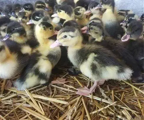 جوجه اردک محلی|حیوانات مزرعه|ماسال, |دیوار