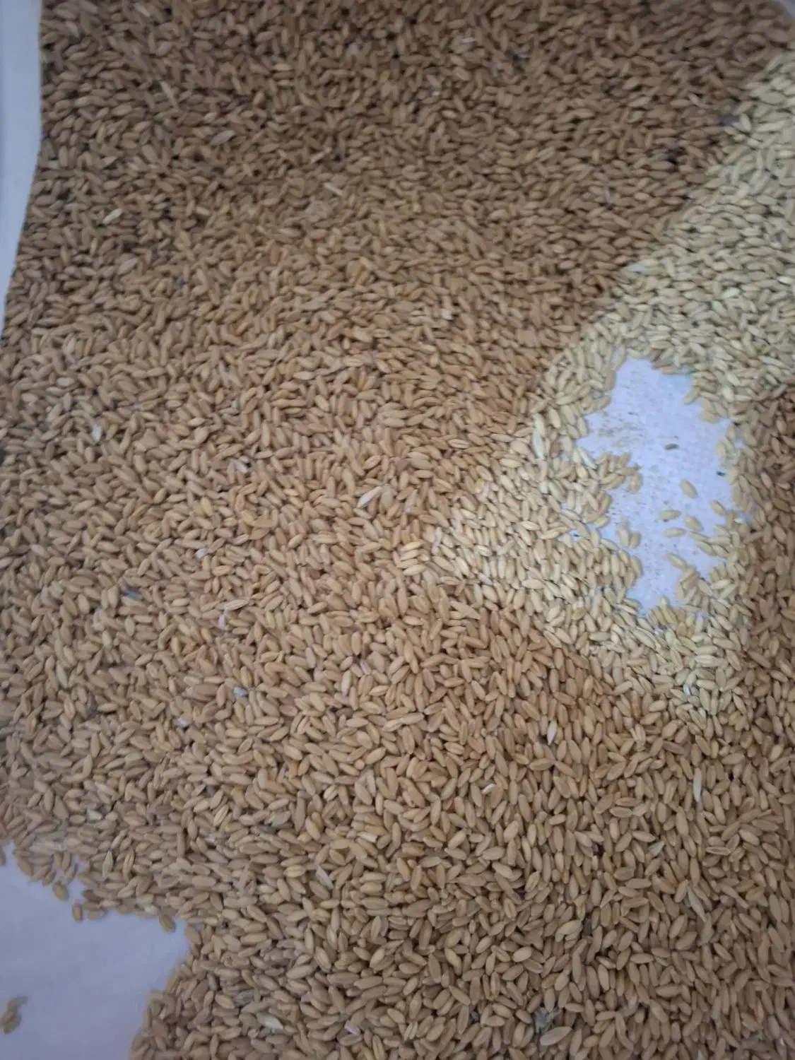 فروش گندم دیم|عمده‌فروشی|آبیک, |دیوار