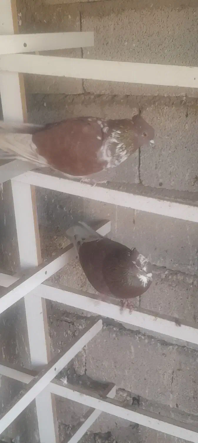 کبوتر پرشی|پرنده|پلدشت, |دیوار