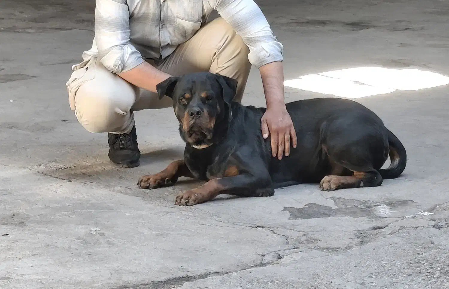 سگ رتوایلر|سگ|اهواز, منازل کارون|دیوار