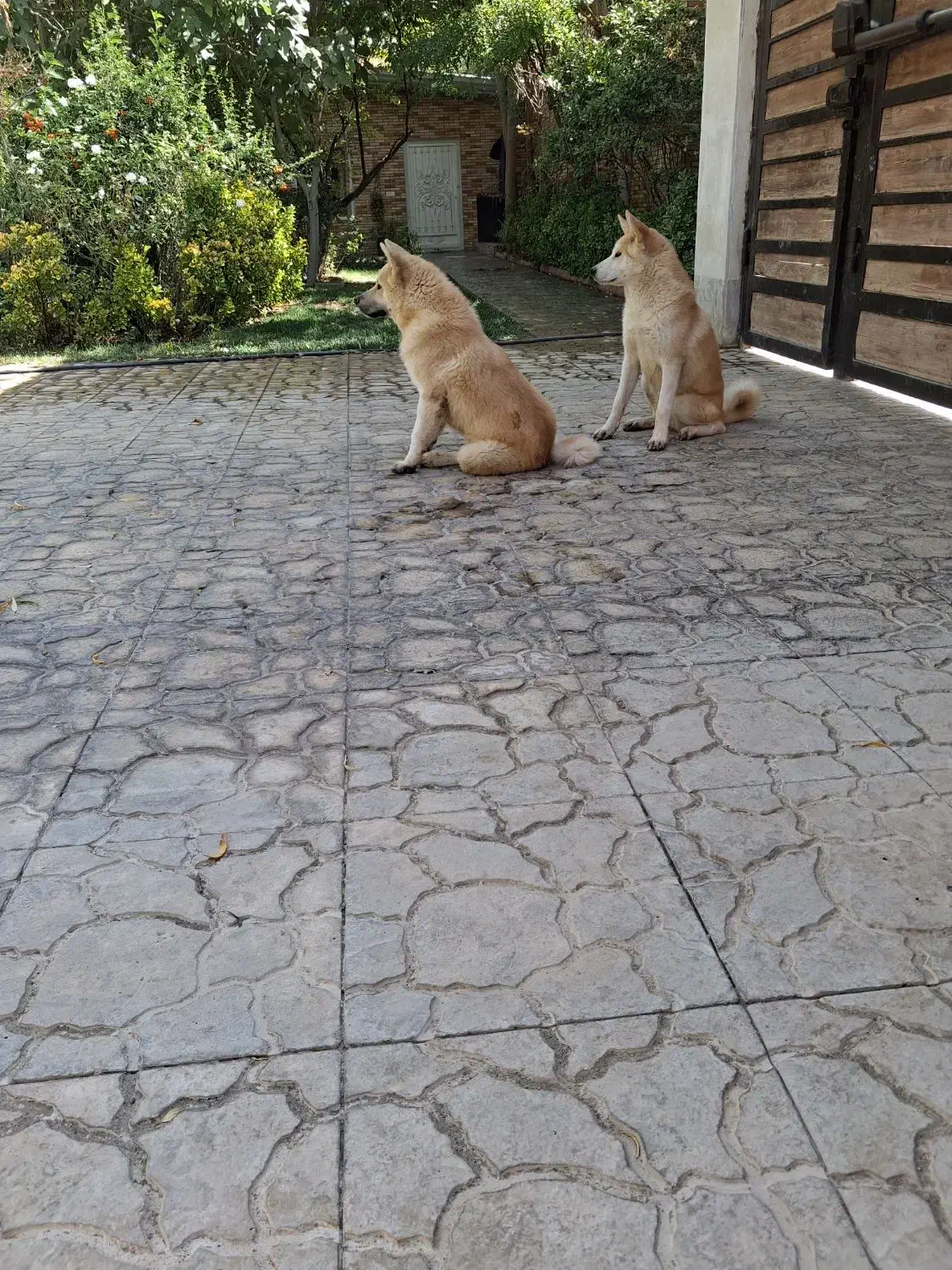 اکیتا ماده دم فل|سگ|ماهدشت, |دیوار