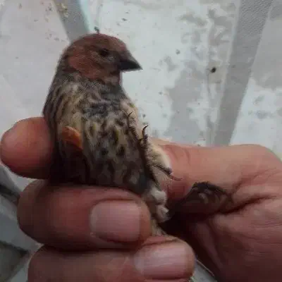 گلبسر سرقرمزو جوجه ودمگاه زرد|پرنده|هرسین, |دیوار