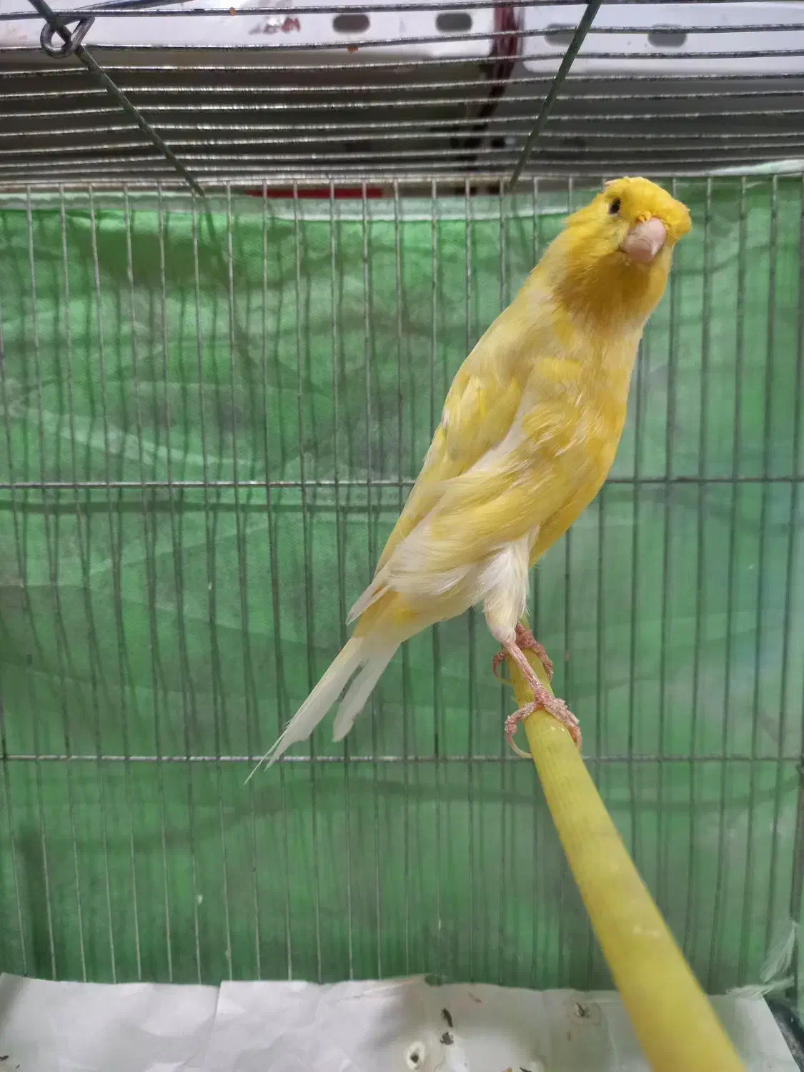 قناری سوپر نر بلند کشیده درشت|پرنده|خرمدره, |دیوار