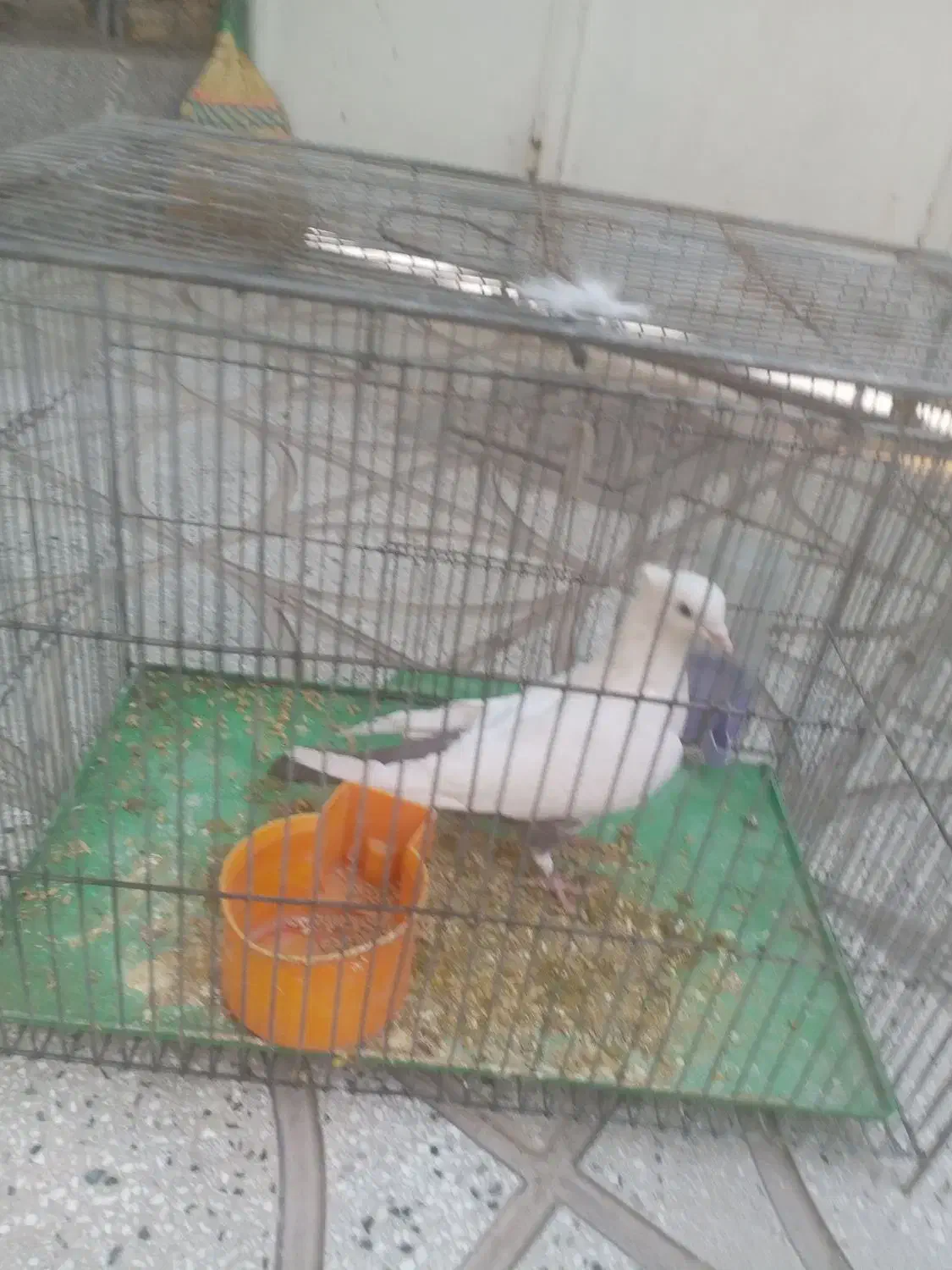 کبوتر دمبی ماده|پرنده|سبزوار, شرق کال شمالی|دیوار