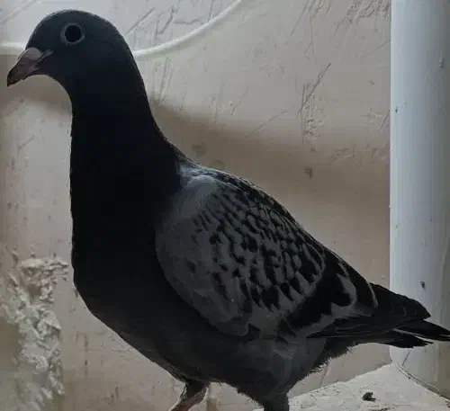 جوجه پولکی کشف گم شده|پرنده|مشهد, کشف|دیوار