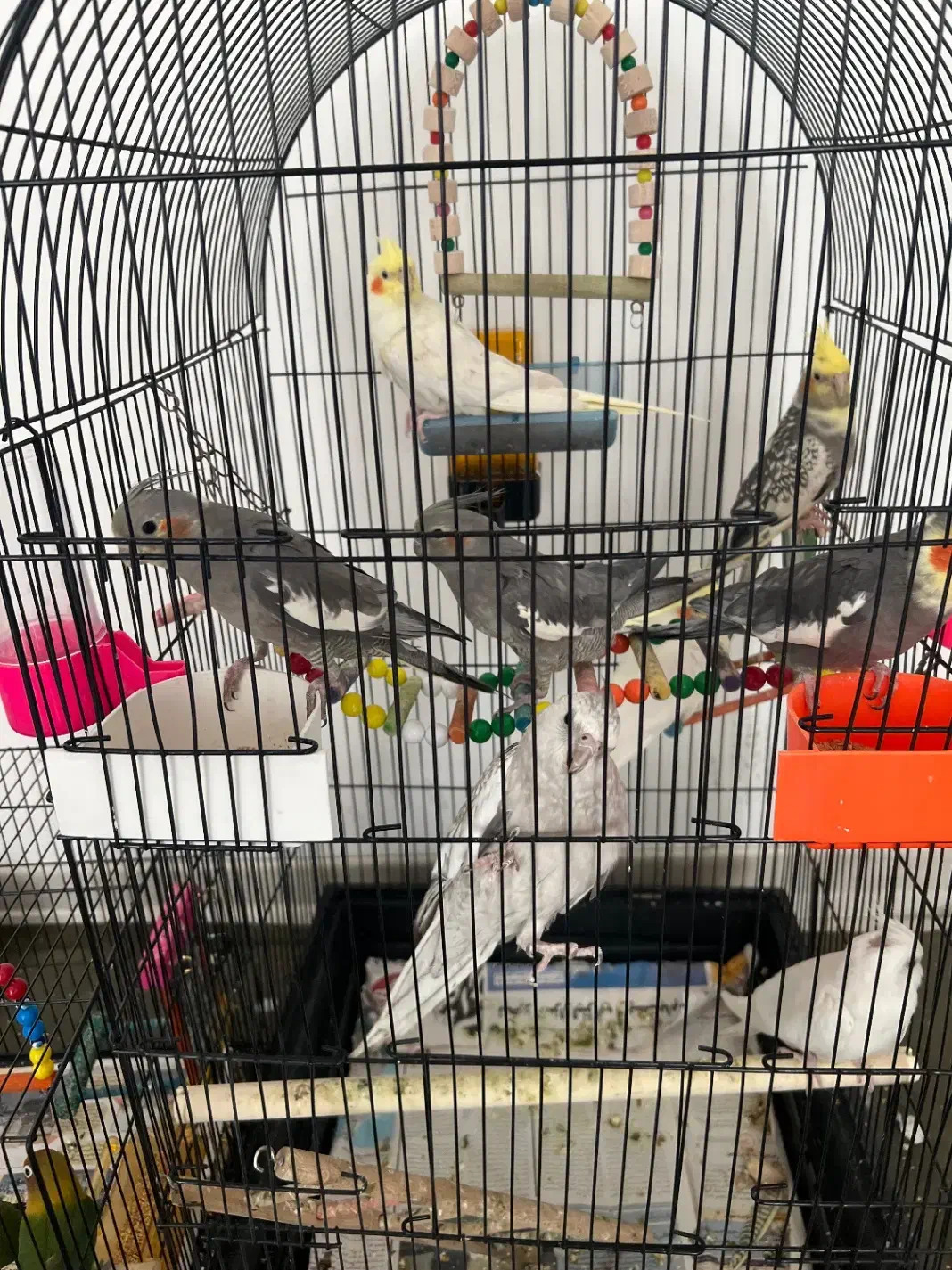 عروس هلندی|پرنده|مشهد, دانشجو|دیوار