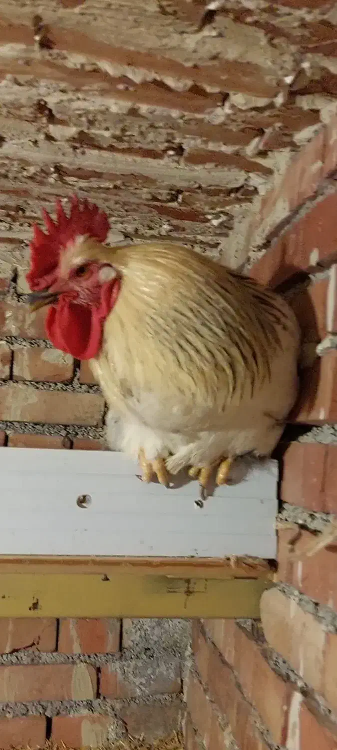 فروش مرغ و خروس|حیوانات مزرعه|ارومیه, |دیوار