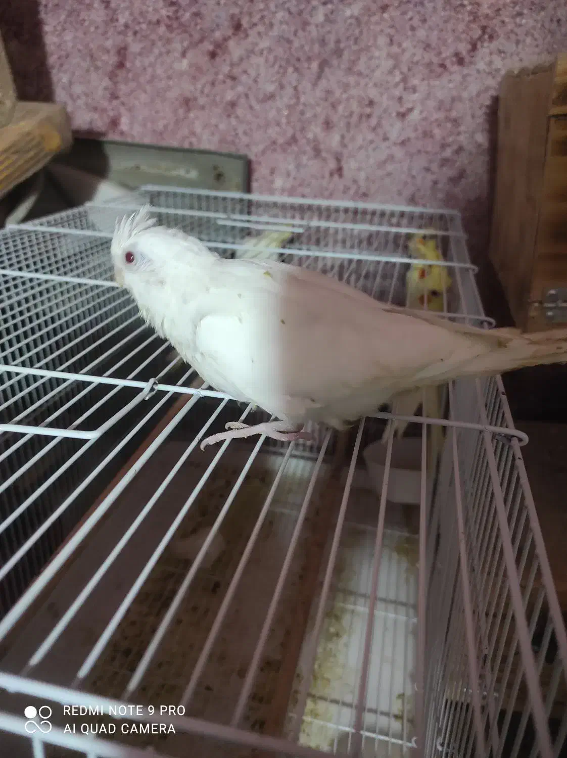 عروس هلندی|پرنده|بندرعباس, |دیوار