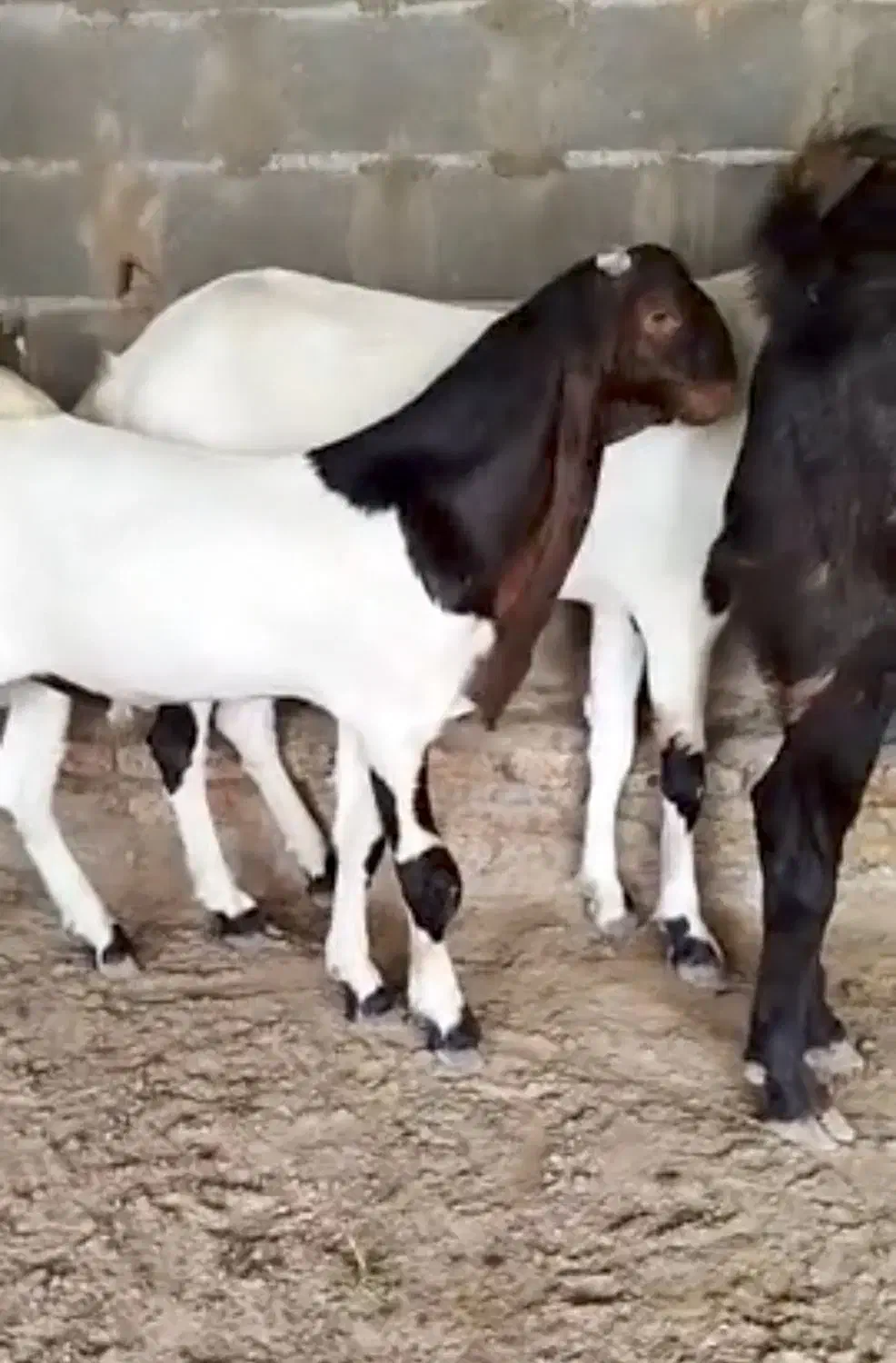 بزغالهاصلپاکستانی|حیوانات مزرعه|همدان, |دیوار