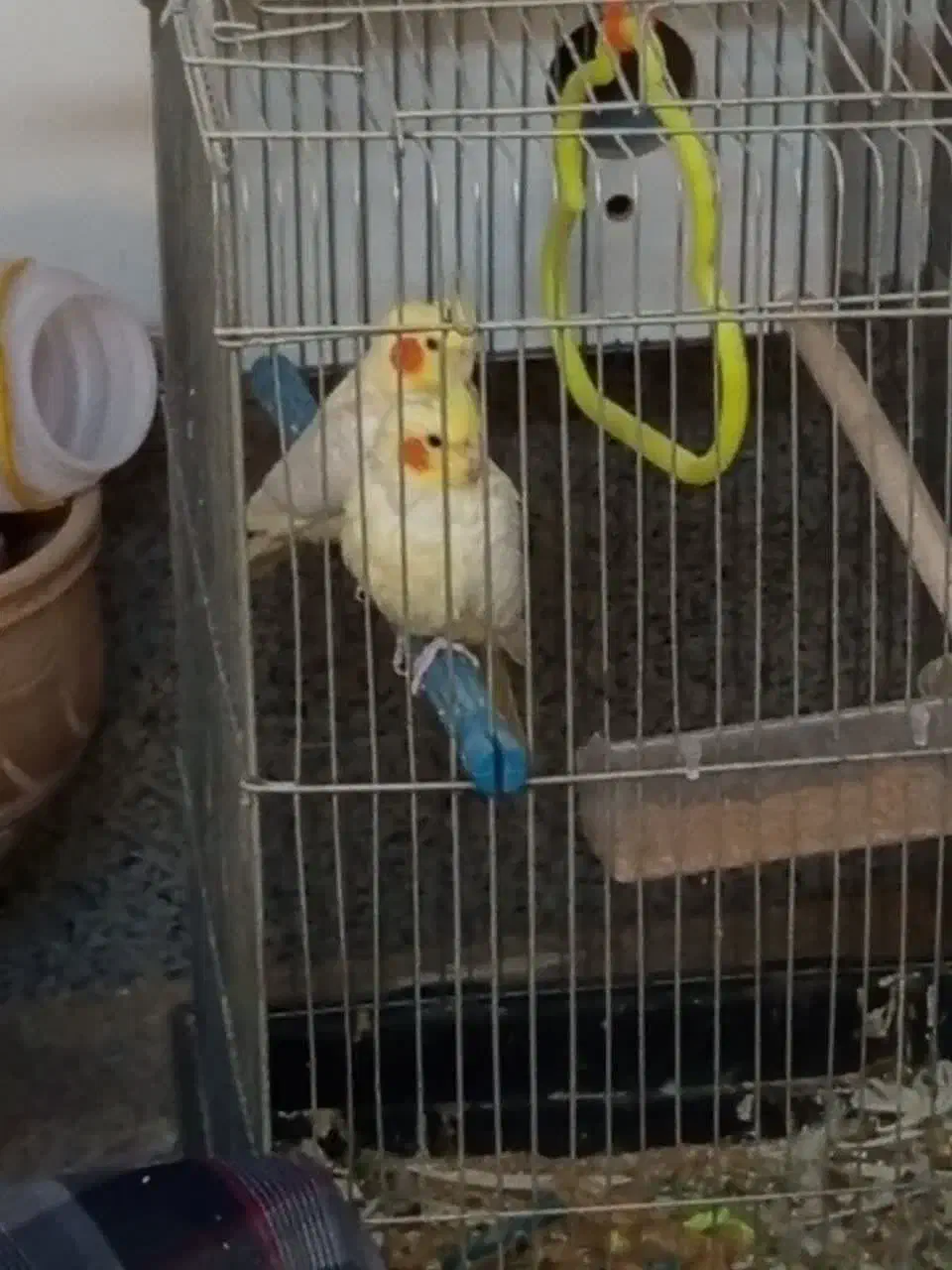 یک جفت عروس هلندی لوتینو|پرنده|اردکان, |دیوار