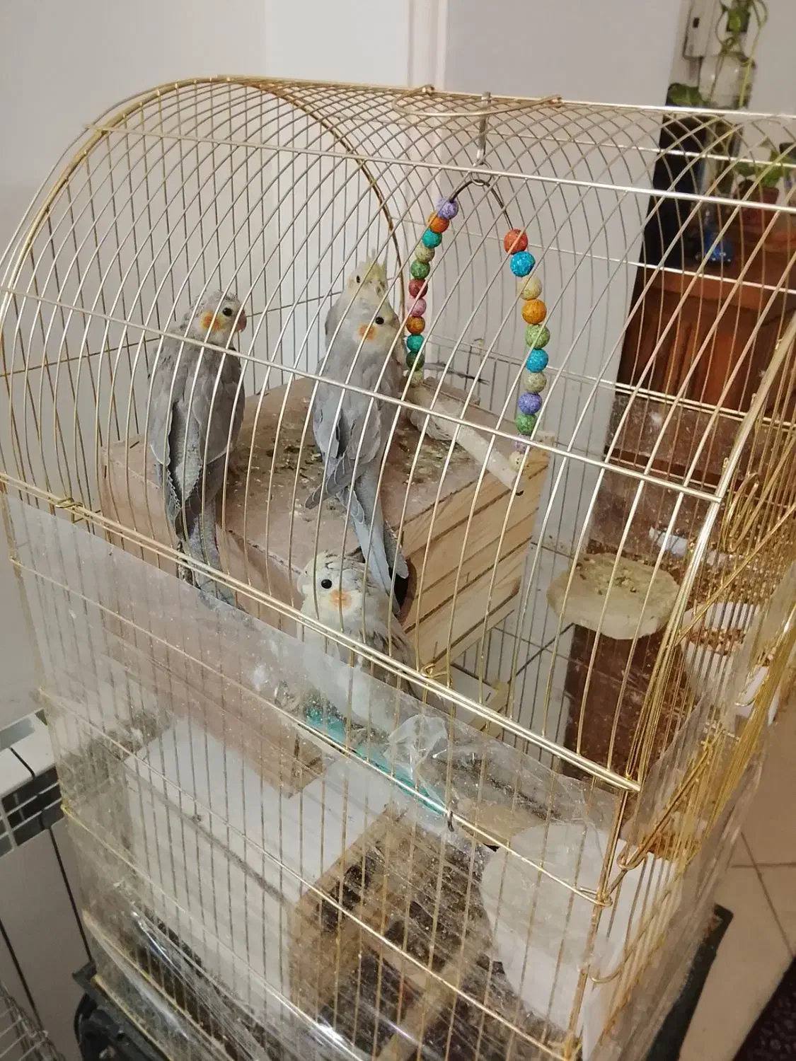 جوجه عروس هلندی|پرنده|چهاردانگه (تهران), |دیوار