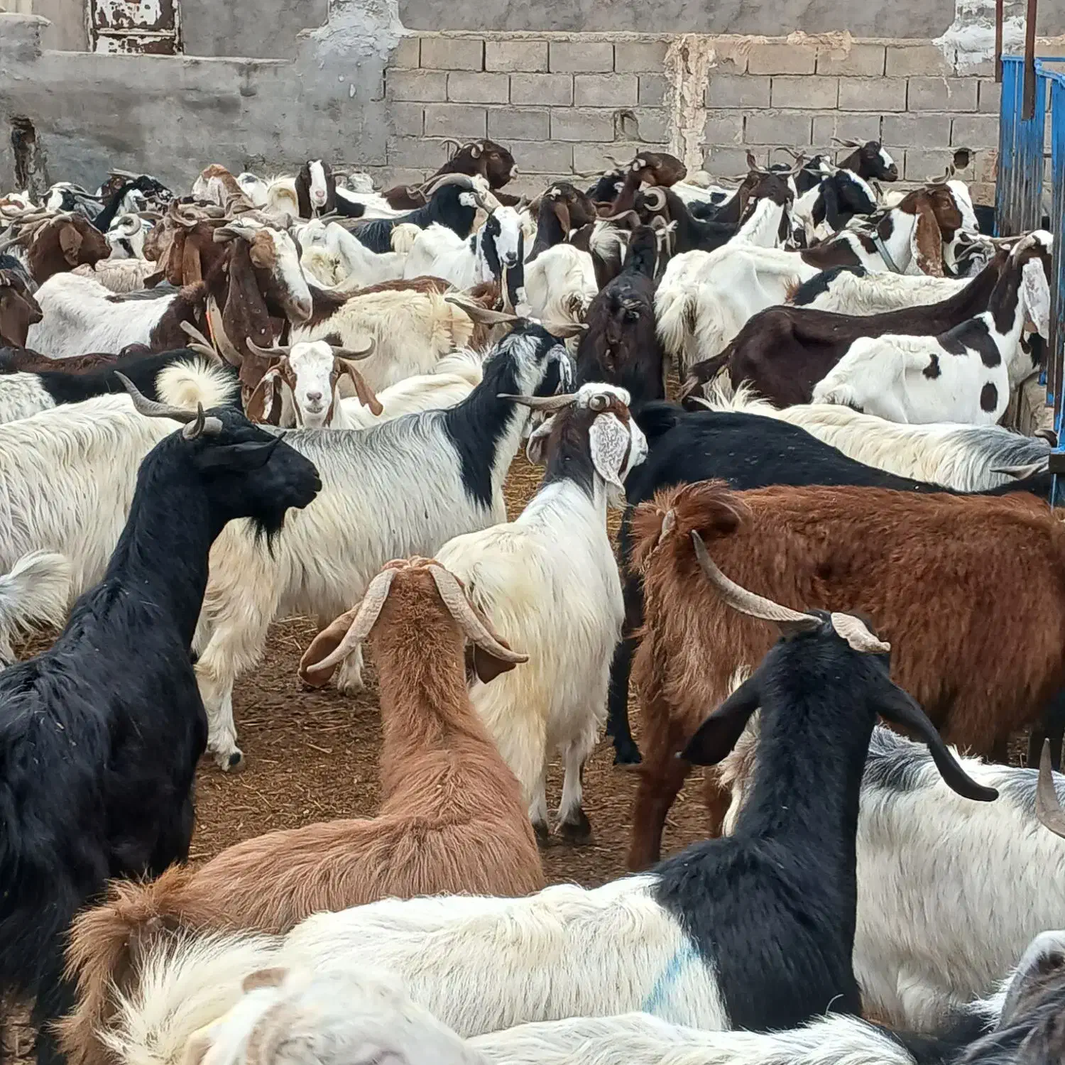 بز داشتی|حیوانات مزرعه|اسفراین, |دیوار