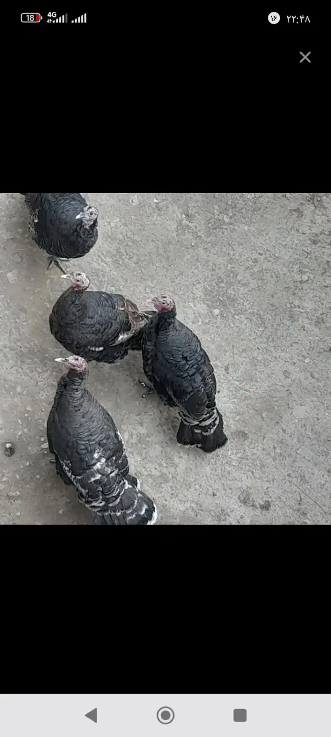 بوقلمون|حیوانات مزرعه|قلقل رود, |دیوار