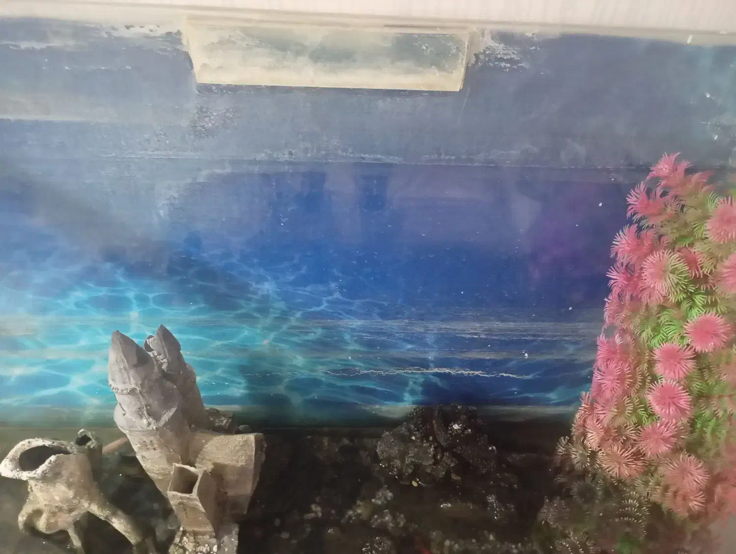 آکواریوم نو|ماهی|ایلام, |دیوار