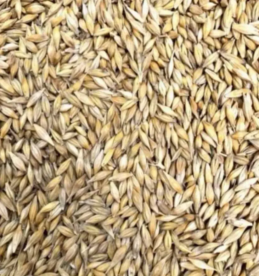 جو آبی|خدمات باغبانی و درختکاری|گلپایگان, |دیوار