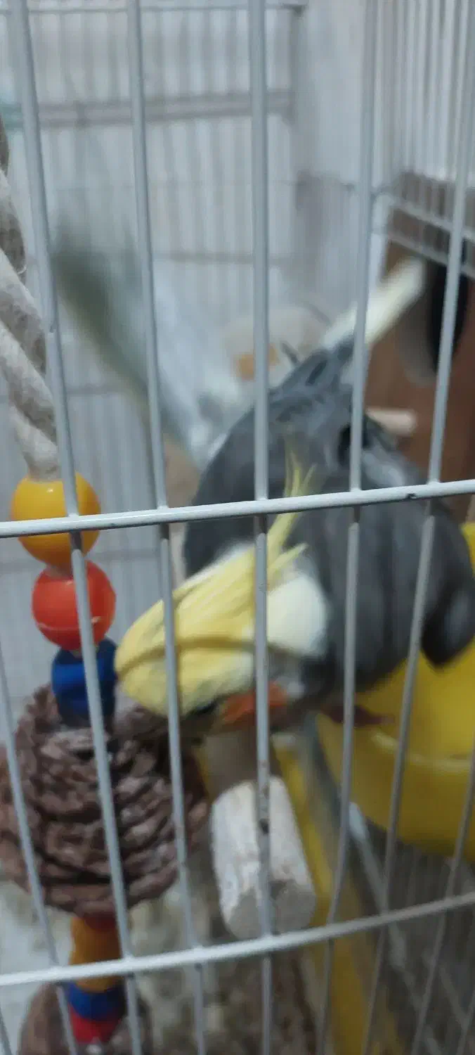 واگذاری عروس هلندی دونیم تاسه ماهه سخنگو|پرنده|کرمان, |دیوار