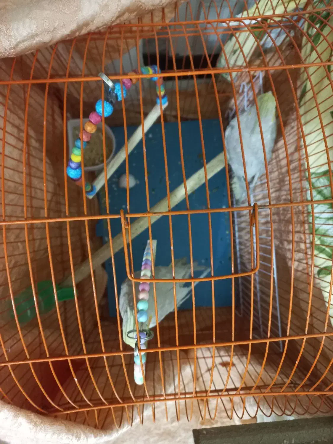 عروس هلندی زیبا|پرنده|شاهین‌شهر, شهرک گلدیس|دیوار