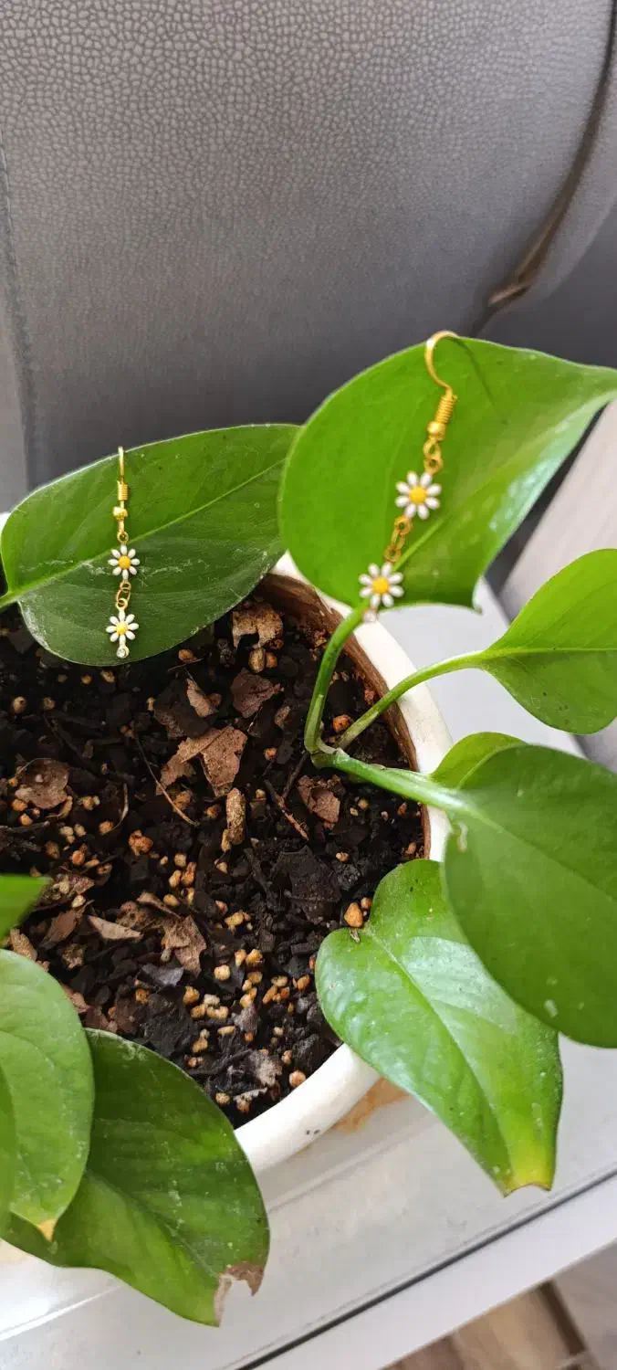 گوشواره بابونه شیک|بدلیجات|سیرجان, |دیوار