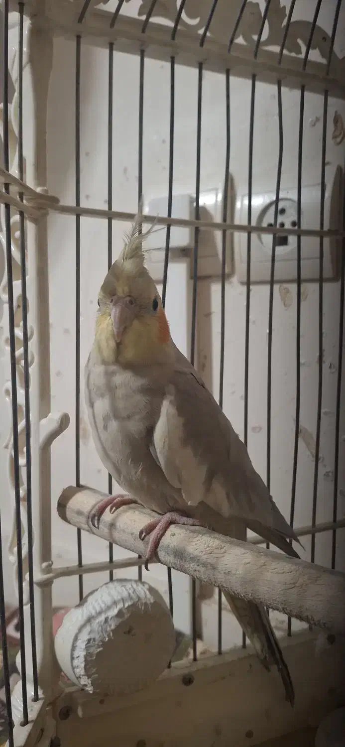 یک جفت عروس هلندی جوان و بالغ|پرنده|تهران, دولاب|دیوار