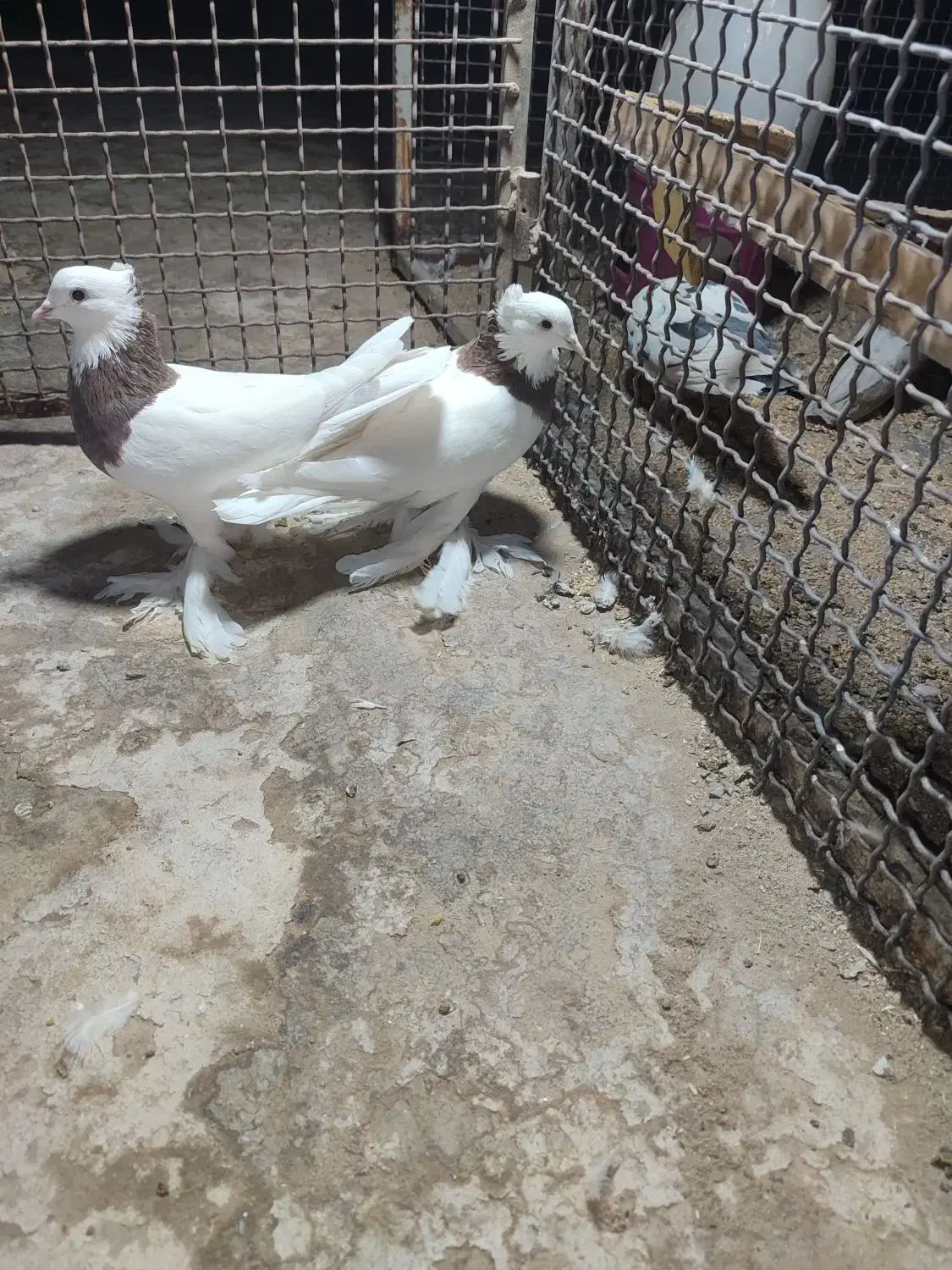 کبوتر طوقی عروسک|پرنده|زاهدان, |دیوار