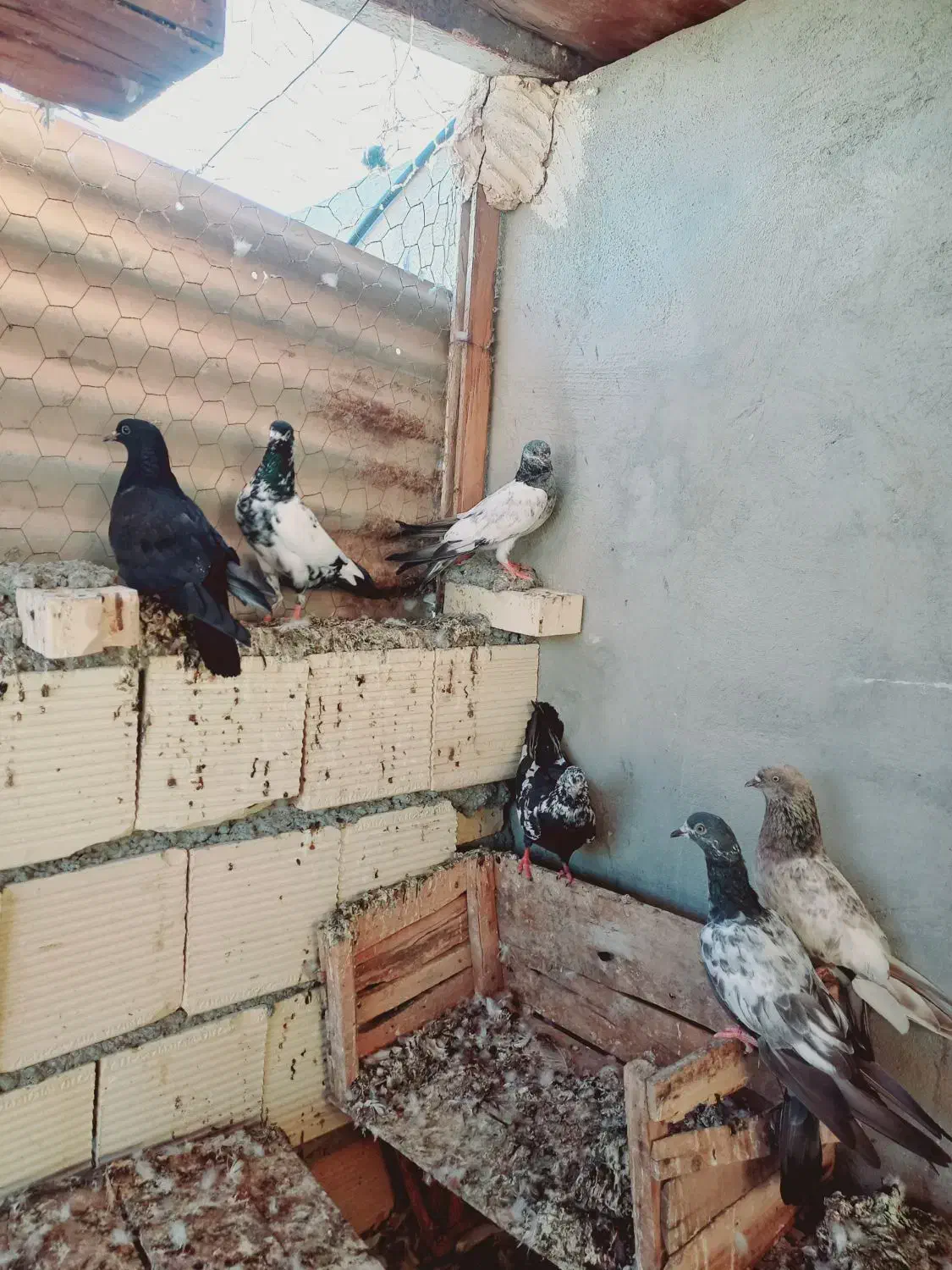 کبوتر خارجی|پرنده|بندر ماهشهر, |دیوار