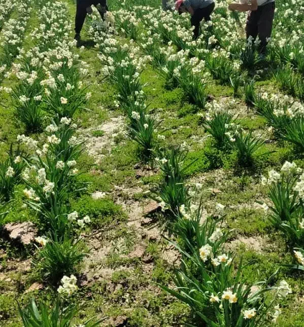 پخش عمده گل نرگس به شهرستان|گل و گیاه طبیعی|شیراز, کاراندیش|دیوار