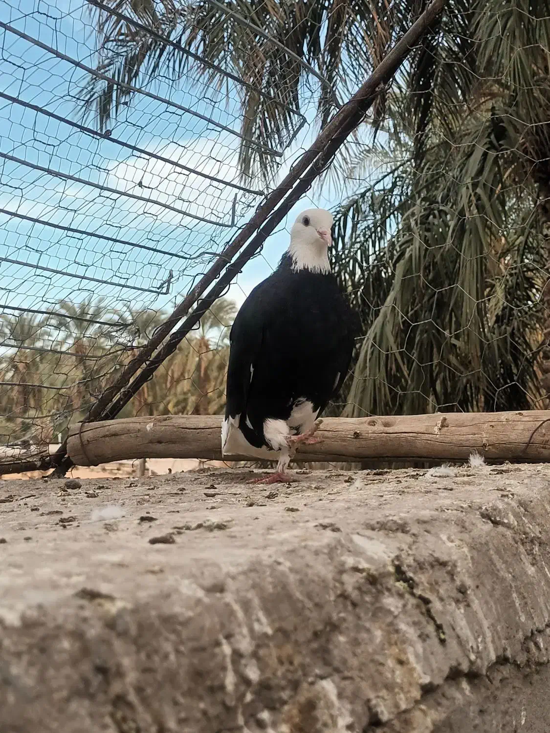 سیا پلنگ|پرنده|بم, |دیوار