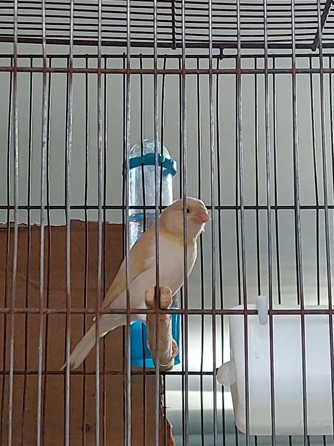 قناری ریزه خوان موزاییکی|پرنده|کبودرآهنگ, |دیوار