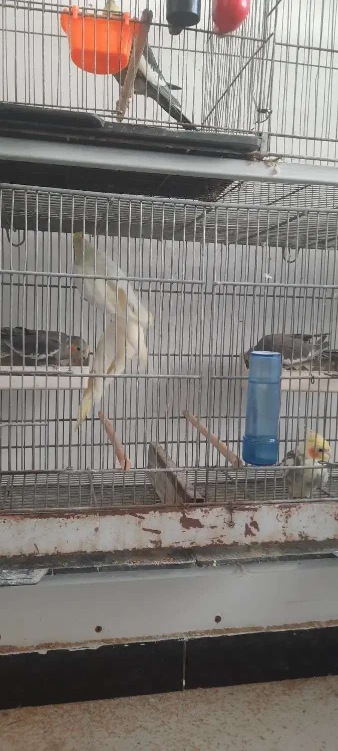 تعدای عروس هلندی|پرنده|رشت, رشتیان|دیوار