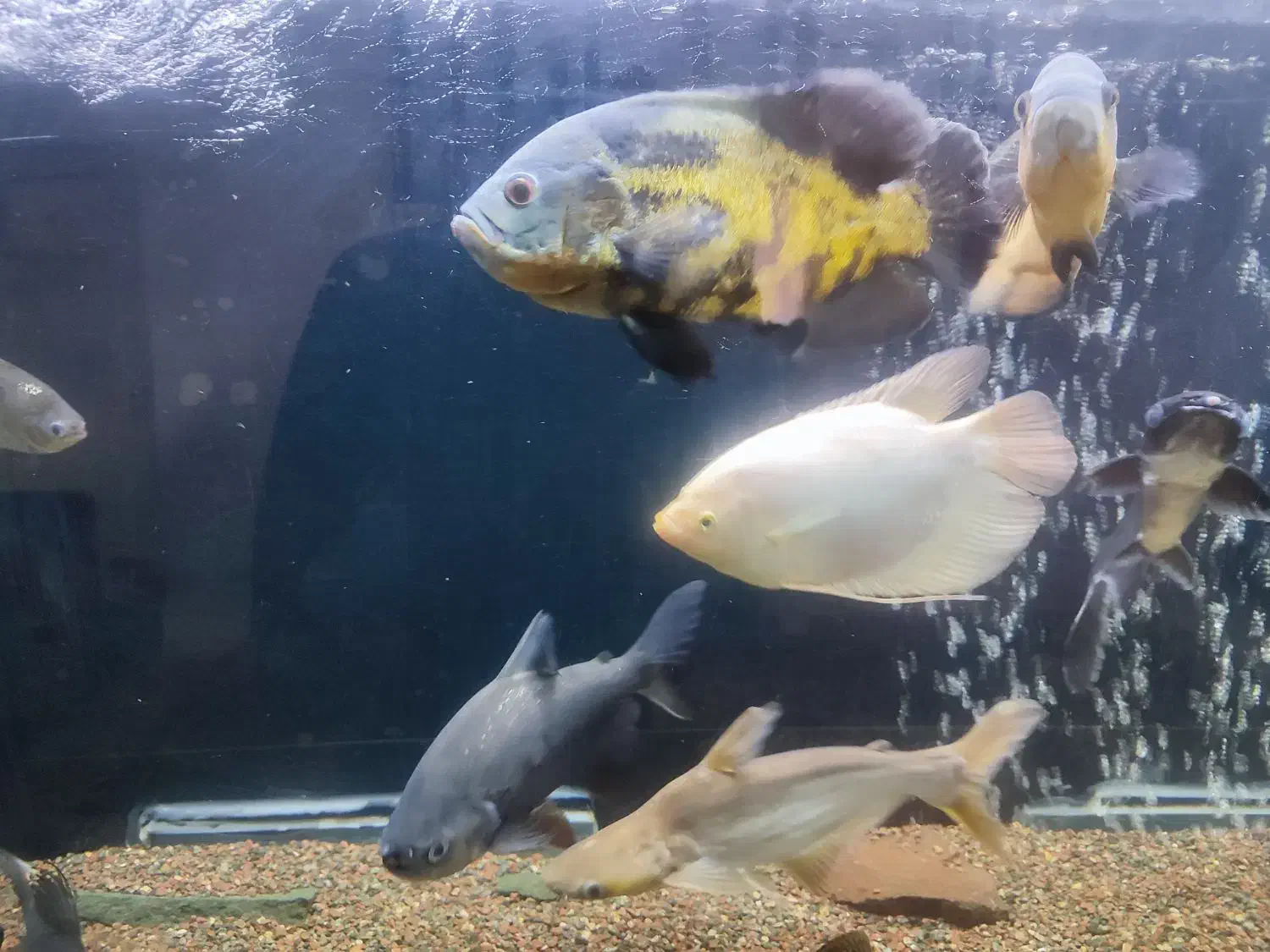 ماهی مولد اسکارمسی.پنکوسی آلبینو.پنکوسی شکاری|ماهی|تربتحیدریه, مظفریه|دیوار