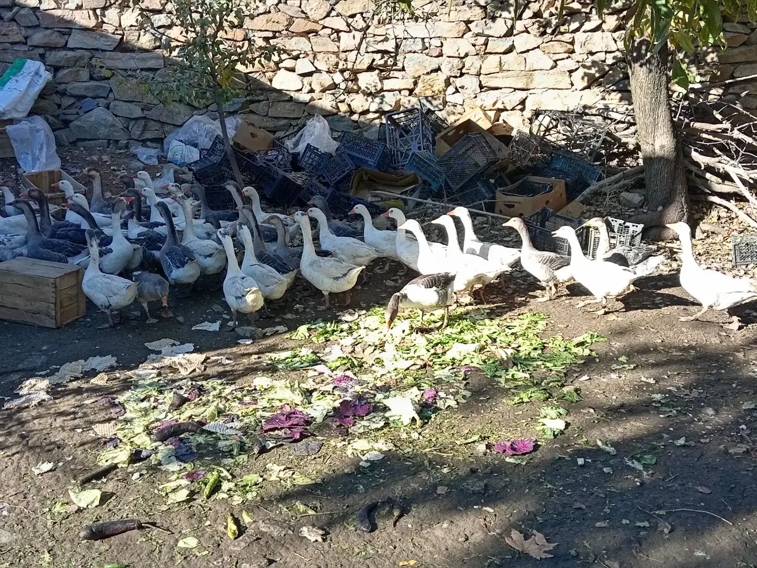 29قازمحلی|حیوانات مزرعه|مریوان, |دیوار