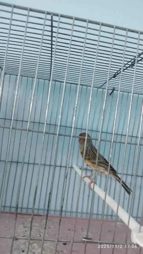 قناری نر مست|پرنده|خورموج, |دیوار