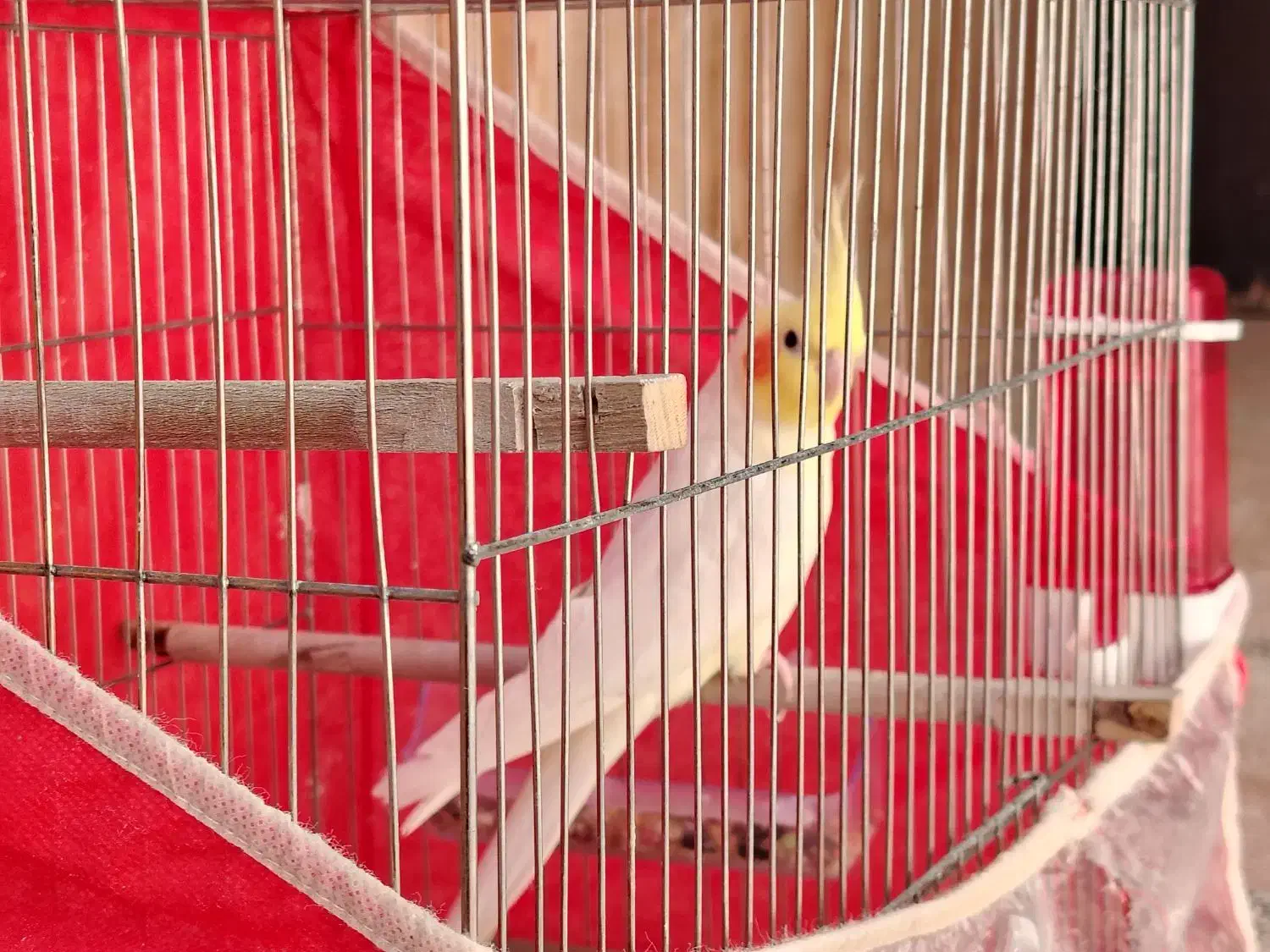 عروس هلندی|پرنده|شهرضا, |دیوار